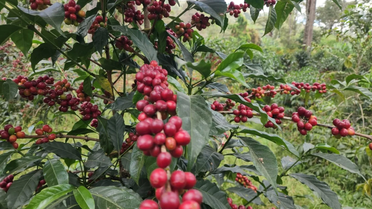Coffee cherries growing in Ethiopia