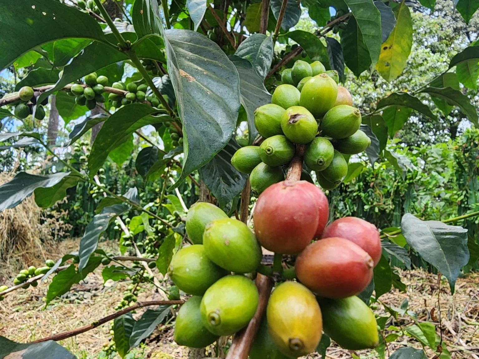 Coffee cherry ripening stages