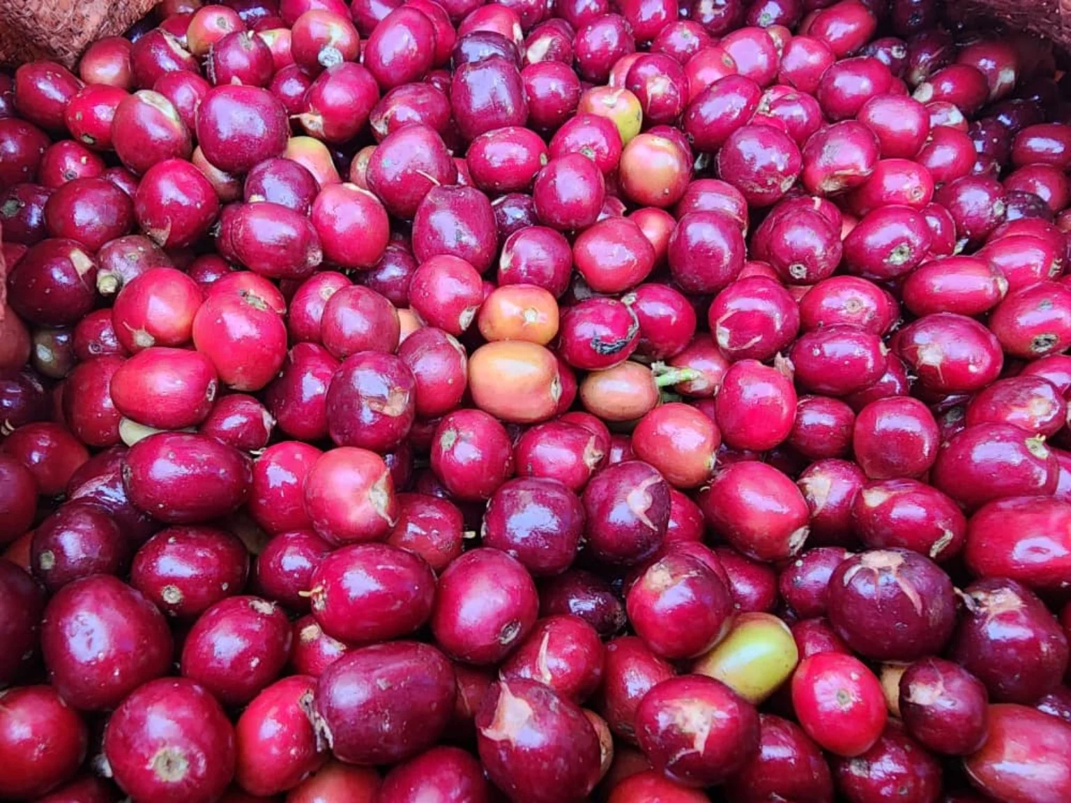Coffee cherries for anaerobic processing