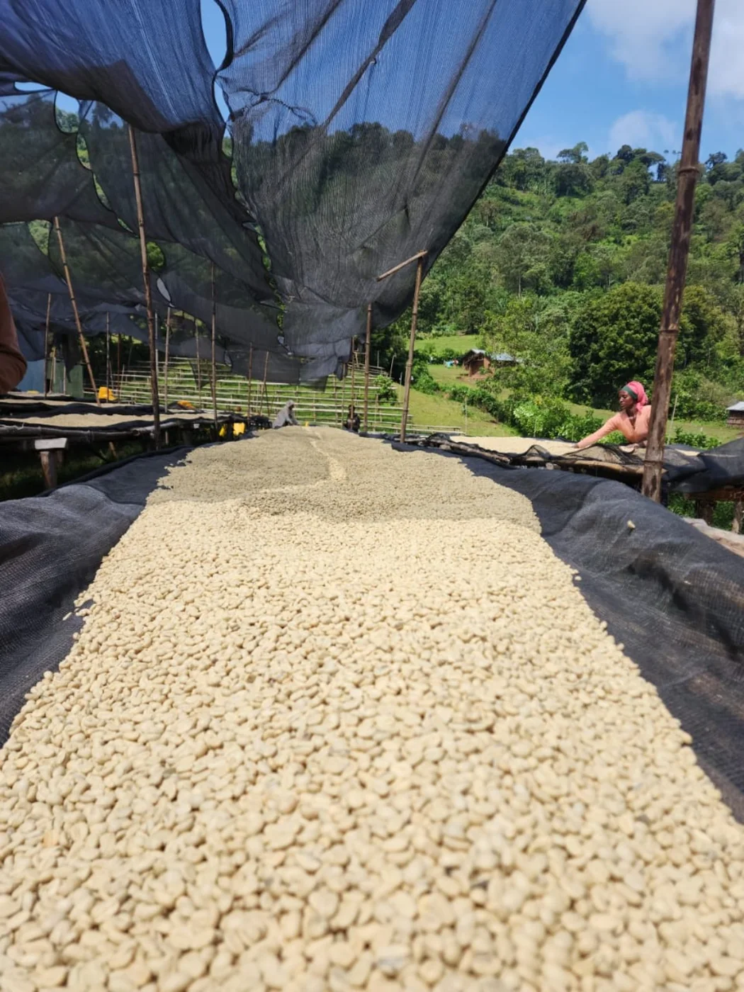 Parchment coffee under shade